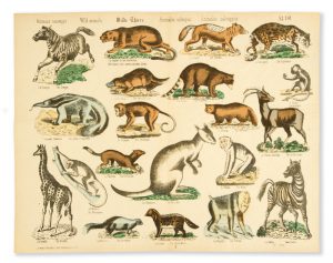[KANGAROO] Animaux sauvages. Wild animals. Wilde Thiere. Animales salvages. Animales salvaggios.