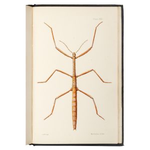 An elementary manual of New Zealand entomology.